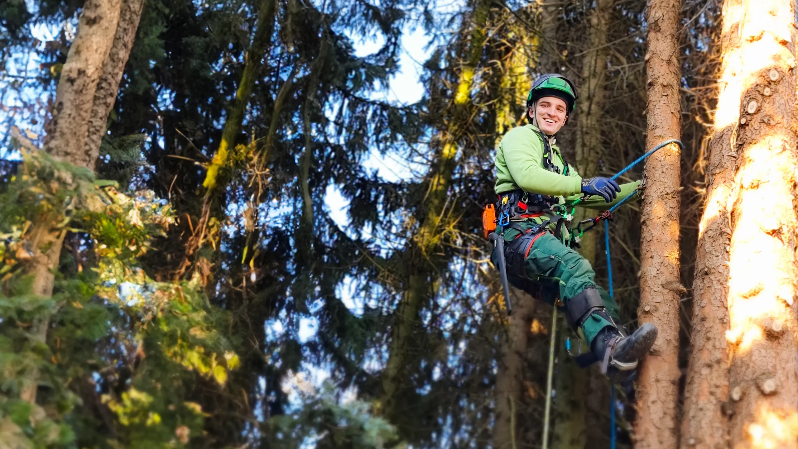 Baumfällung in Aktion