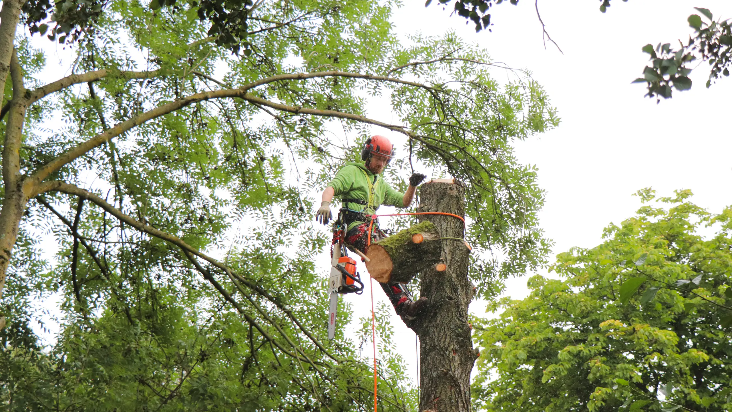 Baumfällung in Aktion