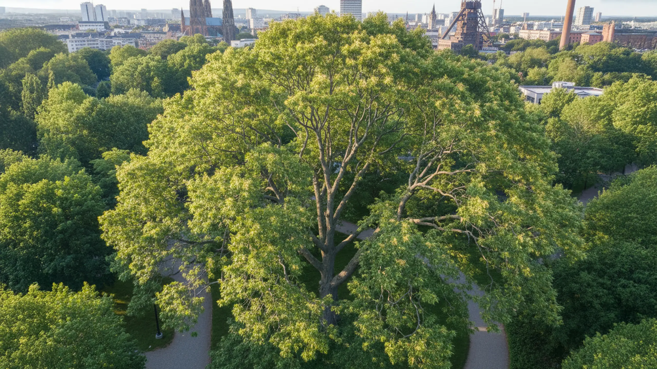 Baumfällung in Aktion